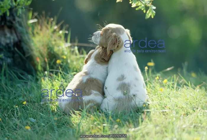 : DOG - puppies x two Best Friends : DOG - puppies x two Best Friends