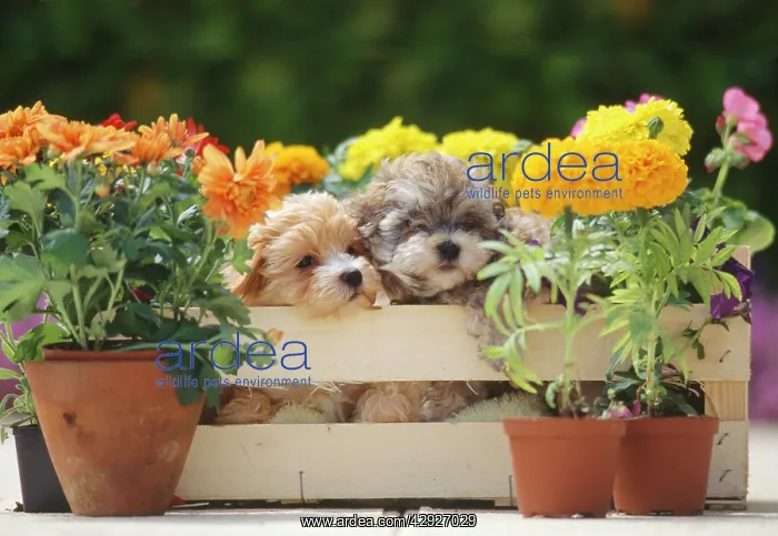 : Dog - Puppies x two in crate with Autumn flowers : Dog - Puppies x two in crate with Autumn flowers