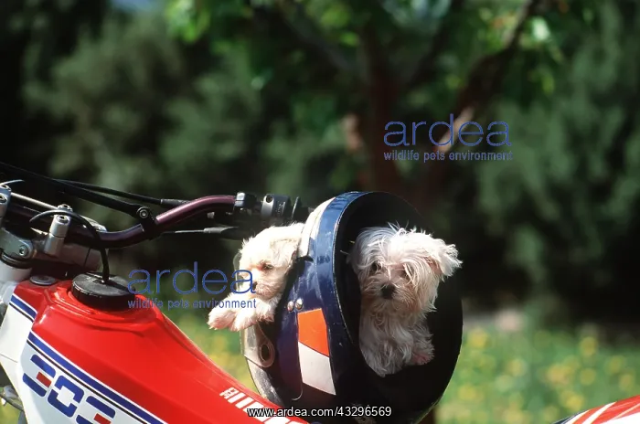 : Dog - Puppies x two inside crash helmet : Dog - Puppies x two inside crash helmet