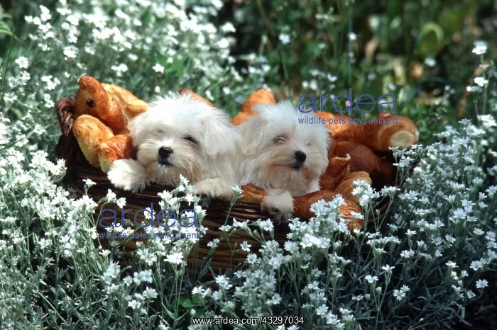 : DOG - puppies x two in meadow flowers with bowl : DOG - puppies x two in meadow flowers with bowl