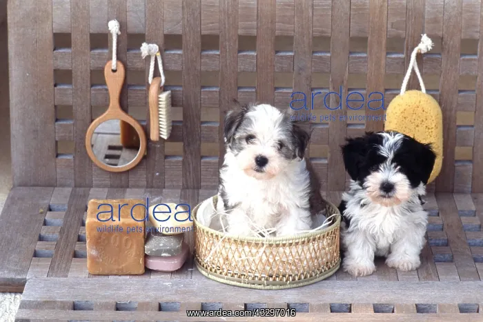 : DOG - puppies x two sitting in bathroom : DOG - puppies x two sitting in bathroom