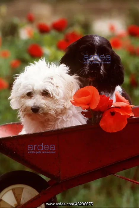 : DOG - puppies x two in wheelbarrow with poppies : DOG - puppies x two in wheelbarrow with poppies