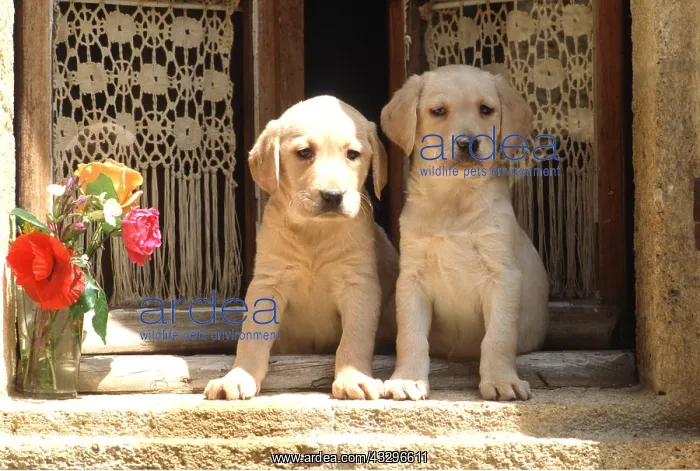 : DOG - puppies x two on window sill : DOG - puppies x two on window sill