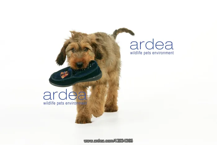  : Dog - Puppy (Briard) carrying shoe in mouth