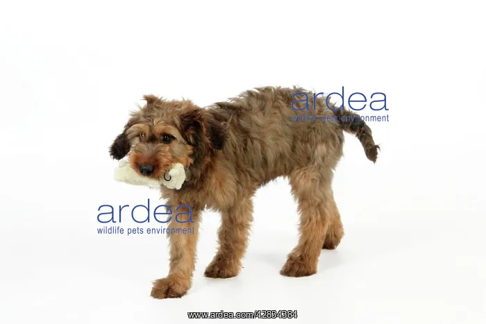  : Dog - Puppy (Briard) carrying soft toy in mouth