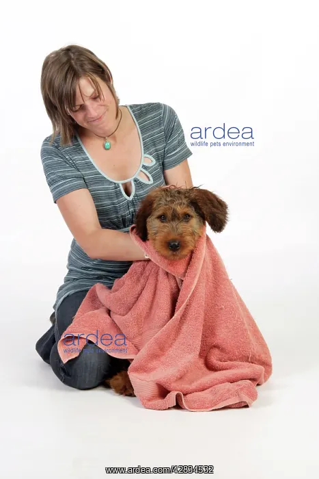  : Dog - Puppy (Briard) being dried with large towel