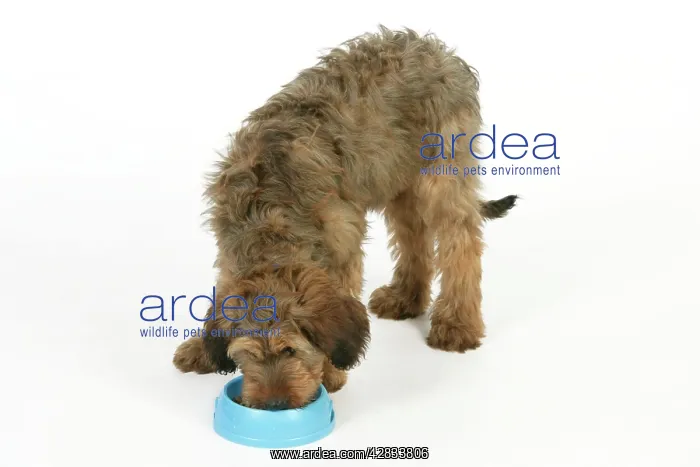  : Dog - Puppy (Briard) eating from bowl