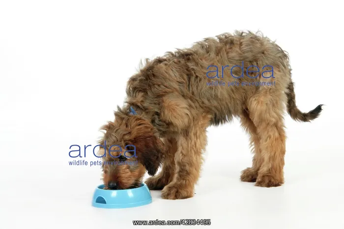  : Dog - Puppy (Briard) eating from bowl