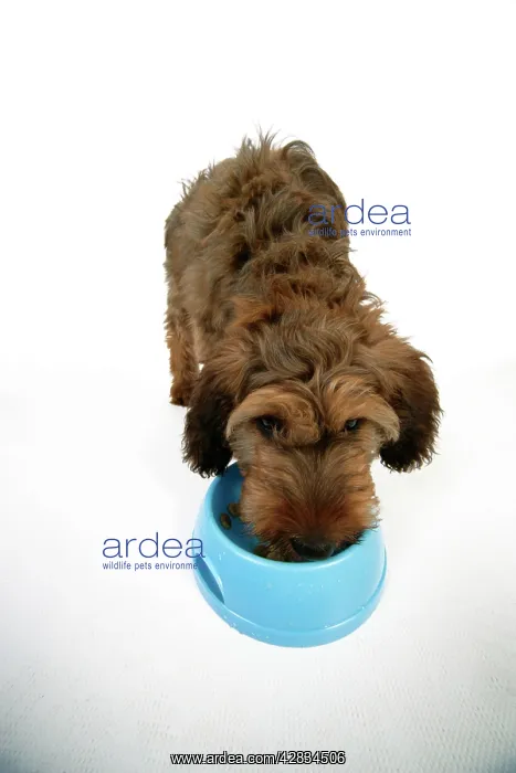  : Dog - Puppy (Briard) eating from bowl