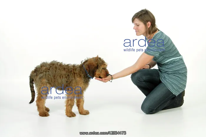  : Dog - Puppy (Briard) eating out of hand