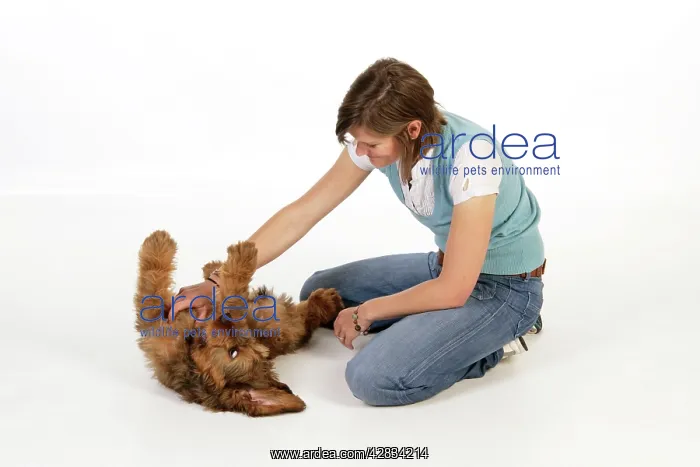  : Dog - Puppy (Briard) having its chest stroked
