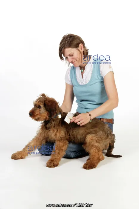  : Dog - Puppy (Briard) having coat brushed