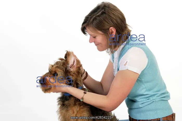  : Dog - Puppy (Briard) having its ears examined
