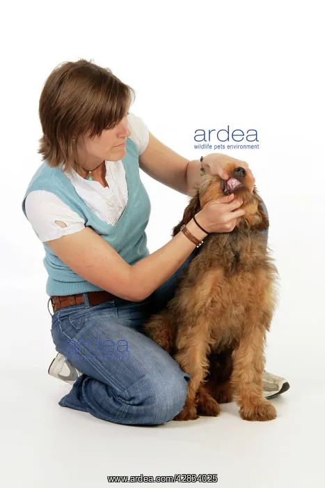 : Dog - Puppy (Briard) having its mouth opened and : Dog - Puppy (Briard) having its mouth opened and