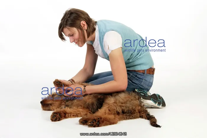  : Dog - Puppy (Briard) having its paws examined