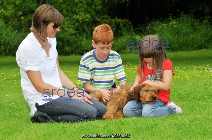 : Dog - Puppy (Briard) interacting with family