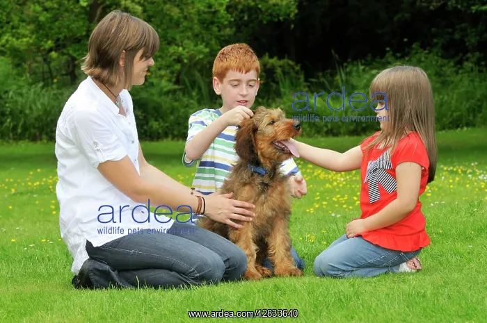  : Dog - Puppy (Briard) interacting with family