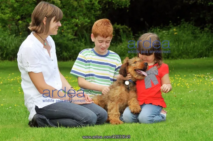  : Dog - Puppy (Briard) interacting with family
