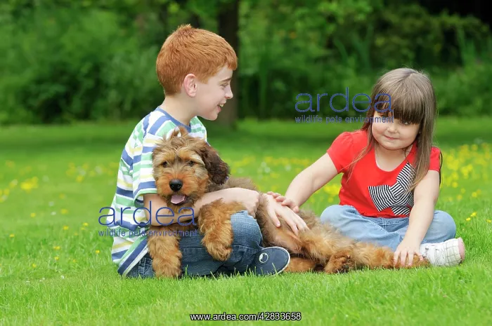  : Dog - Puppy (Briard) interacting with family