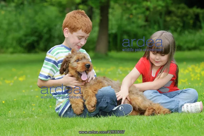  : Dog - Puppy (Briard) interacting with family