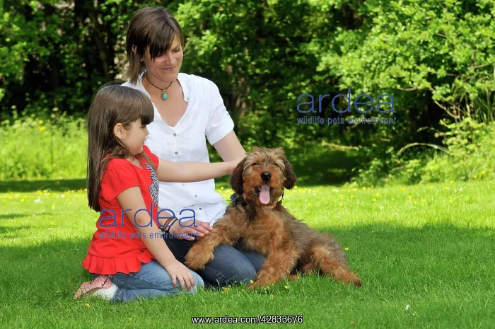  : Dog - Puppy (Briard) interacting with family