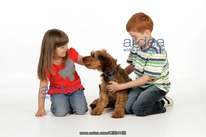 : Dog - Puppy (Briard) interacting with a family