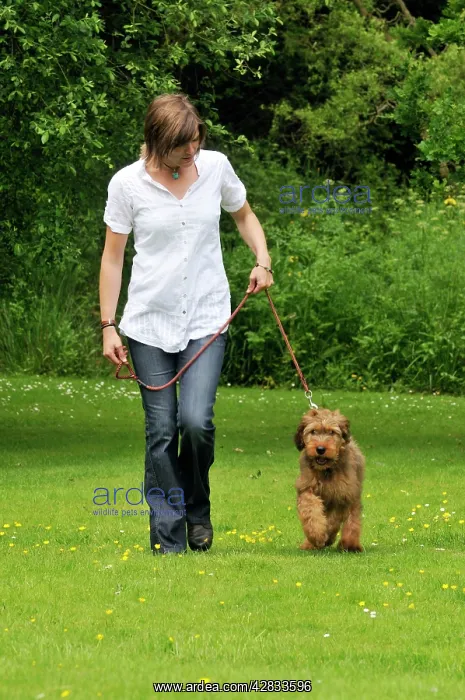  : Dog - Puppy (Briard) on a lead