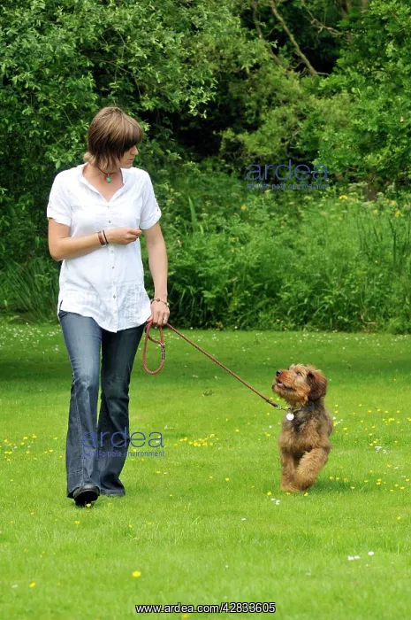  : Dog - Puppy (Briard) on a lead