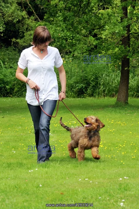  : Dog - Puppy (Briard) on a lead