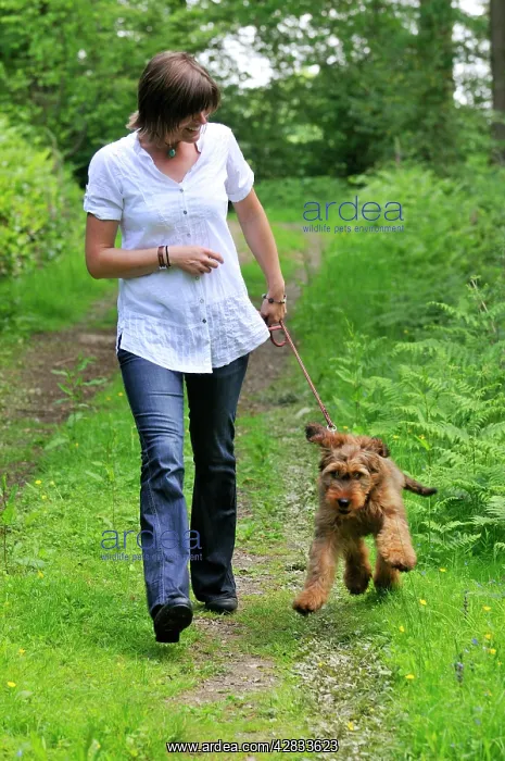  : Dog - Puppy (Briard) on a lead