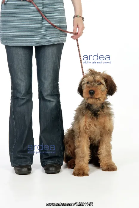  : Dog - Puppy (Briard) on a lead