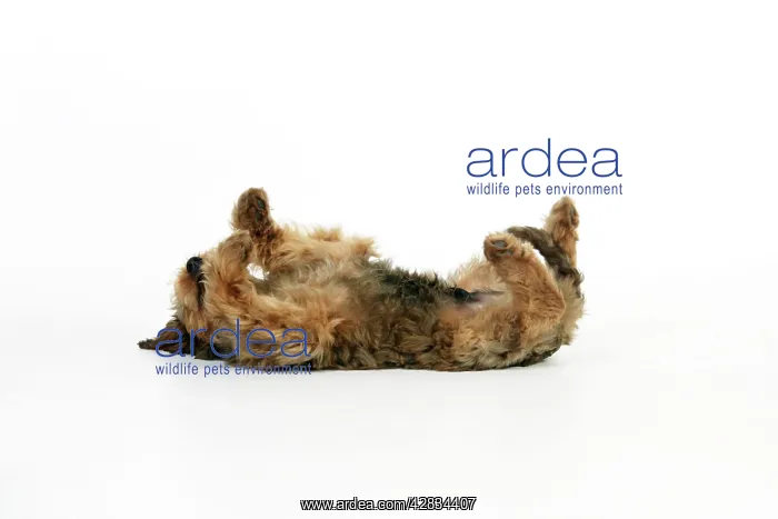  : Dog - Puppy (Briard) on back with legs in air