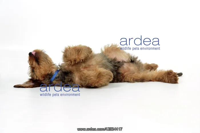  : Dog - Puppy (Briard) on back with legs in air