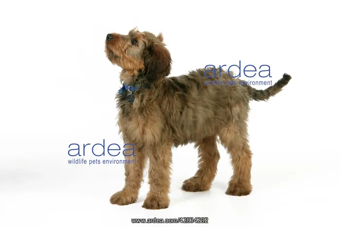 : Dog - Puppy (Briard) with name tag on collar : Dog - Puppy (Briard) with name tag on collar