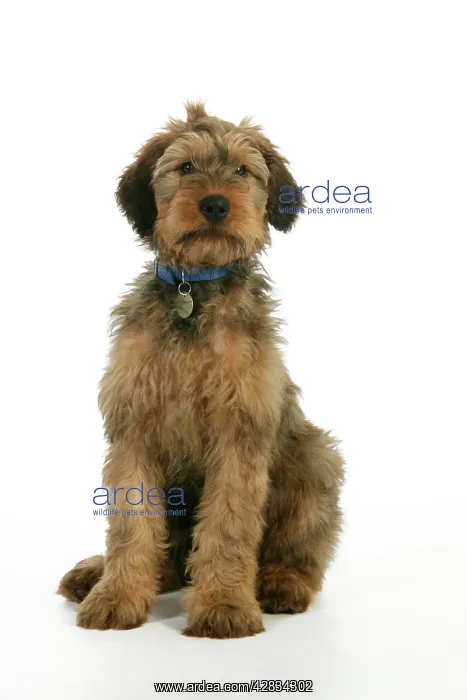  : Dog - Puppy (Briard) with name tag on collar