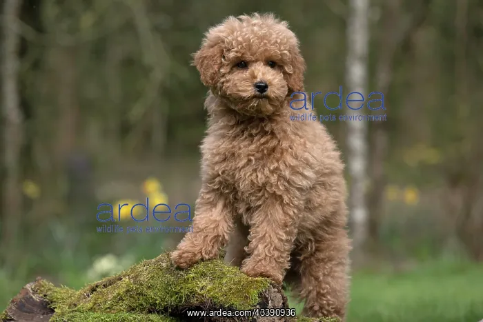 : DOG, PUPPY, CAVAPOO, 14 WEEKS OLD, CUTE, STANDING ON : DOG, PUPPY, CAVAPOO, 14 WEEKS OLD, CUTE, STANDING ON