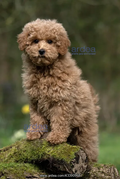 : DOG, PUPPY, CAVAPOO, 14 WEEKS OLD, CUTE, STANDING ON : DOG, PUPPY, CAVAPOO, 14 WEEKS OLD, CUTE, STANDING ON