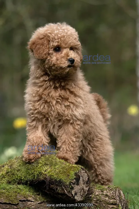 : DOG, PUPPY, CAVAPOO, 14 WEEKS OLD, CUTE, STANDING ON : DOG, PUPPY, CAVAPOO, 14 WEEKS OLD, CUTE, STANDING ON