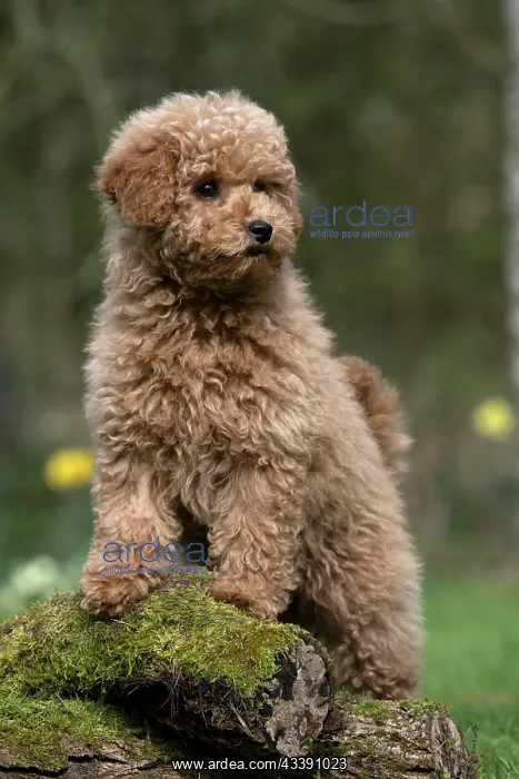 : DOG, PUPPY, CAVAPOO, 14 WEEKS OLD, CUTE, STANDING ON : DOG, PUPPY, CAVAPOO, 14 WEEKS OLD, CUTE, STANDING ON