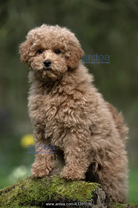 : DOG, PUPPY, CAVAPOO, 14 WEEKS OLD, CUTE, STANDING ON : DOG, PUPPY, CAVAPOO, 14 WEEKS OLD, CUTE, STANDING ON