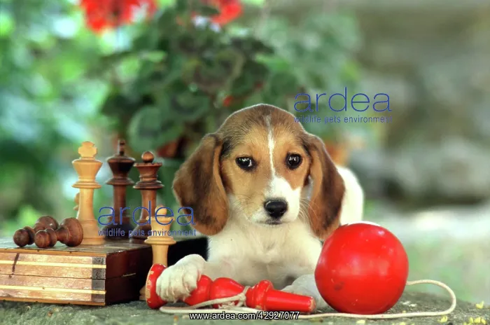 : Dog - Puppy and chess set and red ball toy : Dog - Puppy and chess set and red ball toy