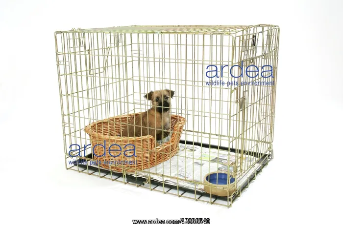  : Dog. Puppy in its crate