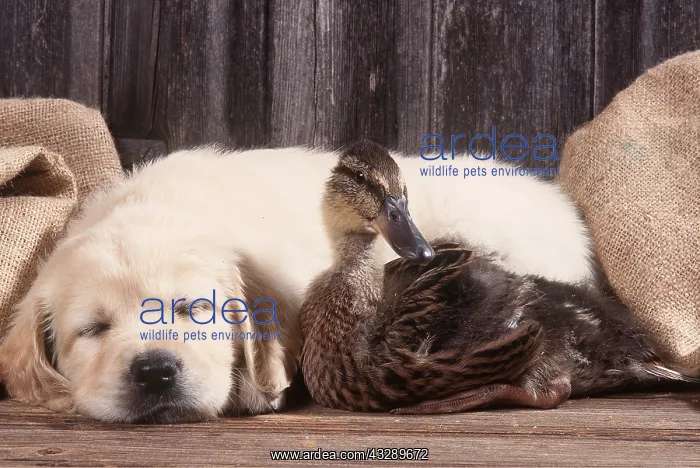 : DOG - PUPPY & DUCKLING : DOG - PUPPY & DUCKLING