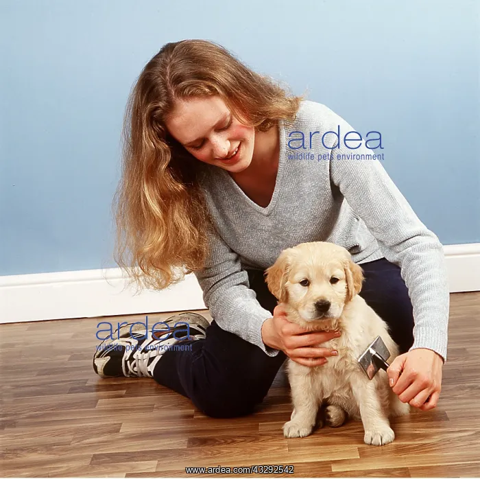 : DOG - PUPPY - GIRL BRUSHING COAT : DOG - PUPPY - GIRL BRUSHING COAT