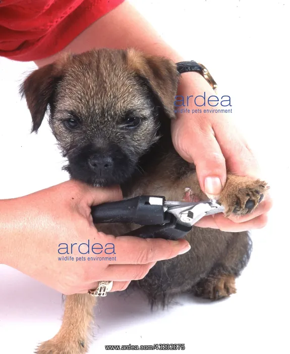: Dog - puppy having claws clipped : Dog - puppy having claws clipped