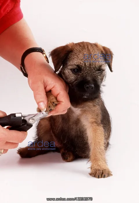 : DOG - puppy having claws clipped : DOG - puppy having claws clipped