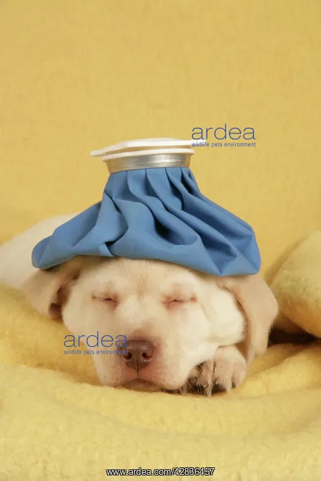  : Dog - puppy with ice pack  /  cold compress on head