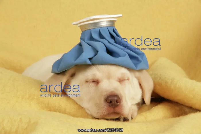  : Dog - puppy with ice pack  /  cold compress on head