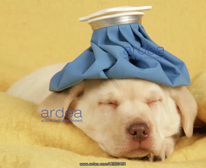  : Dog - puppy with ice pack  /  cold compress on head