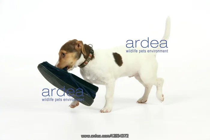  : Dog - Puppy (Jack Russell) carrying shoe in mouth